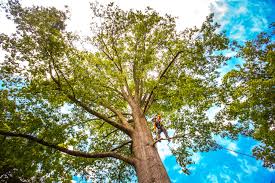 Best Tree Preservation Services  in Islip Terrace, NY