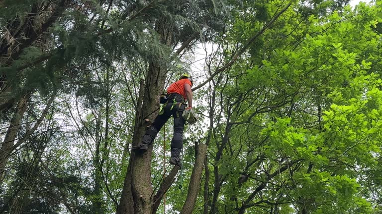 Best Storm Damage Tree Cleanup  in Islip Terrace, NY