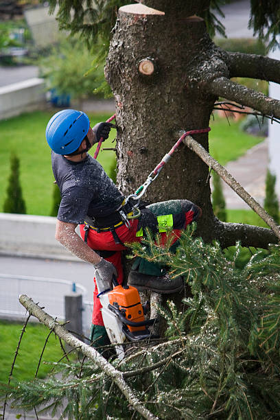 Best Commercial Tree Removal  in Islip Terrace, NY