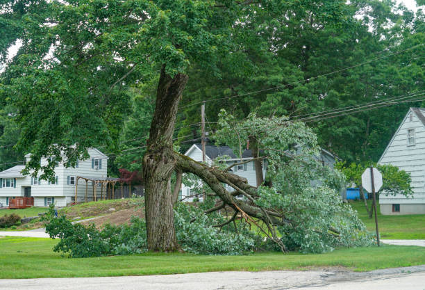 Best Lawn Dethatching Services  in Islip Terrace, NY