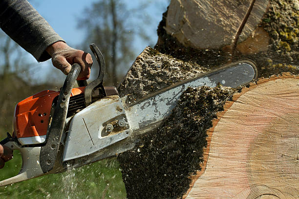 How Our Tree Care Process Works  in  Islip Terrace, NY